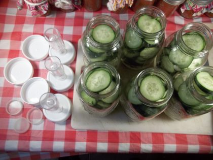 Pickles being started in mason jar awaiting the Pickle*Pusher for lacto fermenting