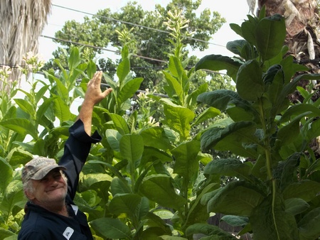 Read more about the article Growing your own tobacco