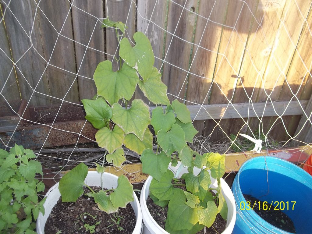 One has 1 main stem and another has 3 now! Leaves are very thick. Thicker than spinach for sure.