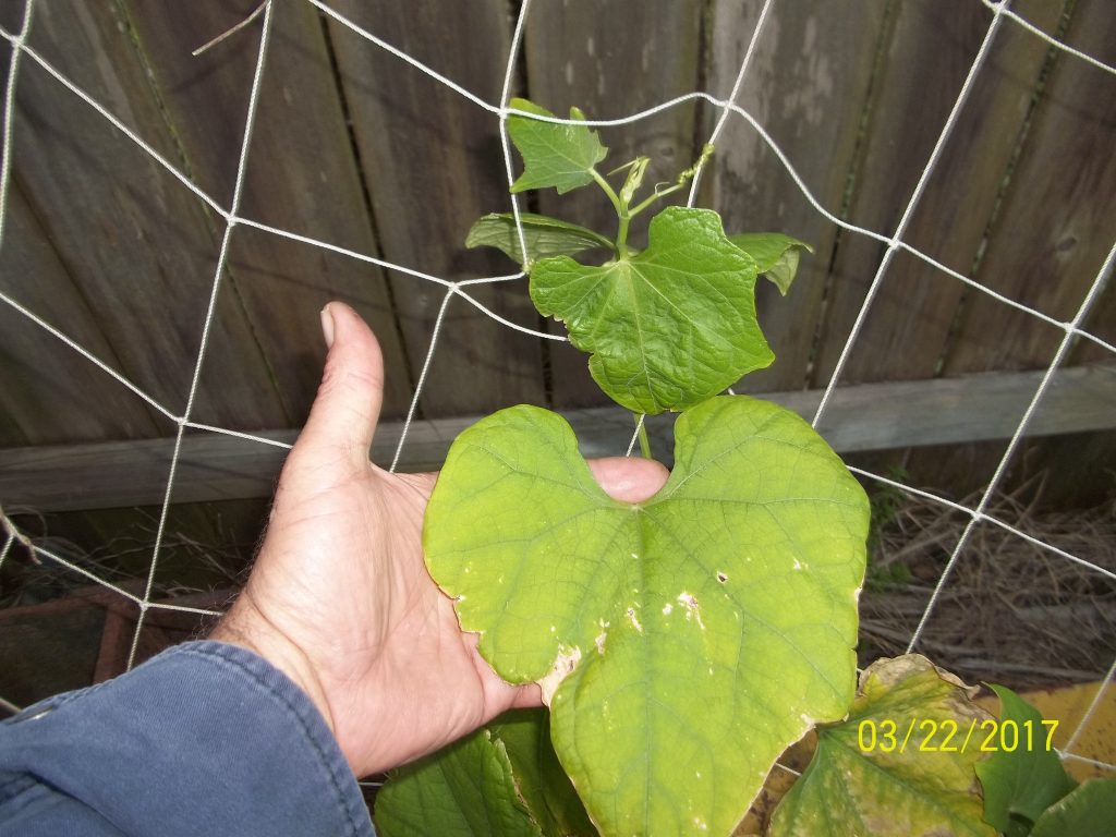 Leaves a little tattered due to cold and wind. They are furry feeling and thick.