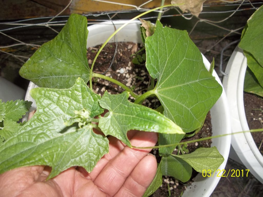 Sheila forgot when she planted the chayote in the picture. We think about the middle of February. They are really growing now though