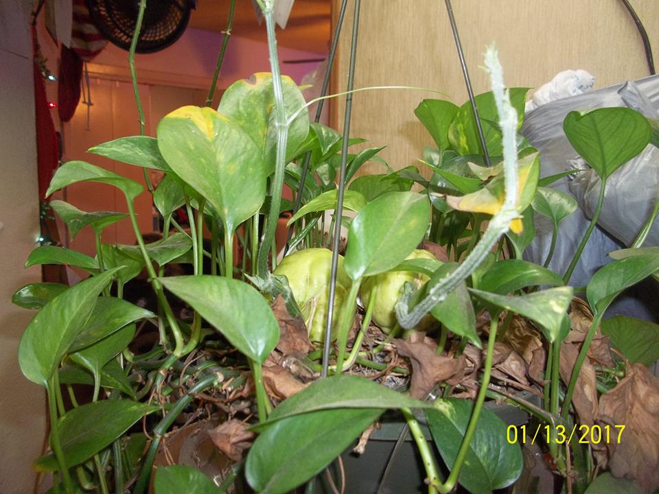 Sheila laid the chayote fruit in a hanging ivy basket with a light on it and they are sprouting nicely. Temps in house are low 70's