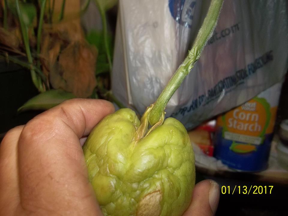 Our chayote sprout about 3 weeks old