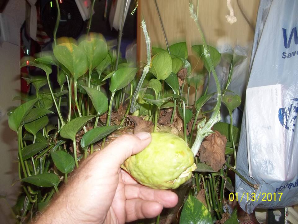 Chayote sprout about 3 weeks old