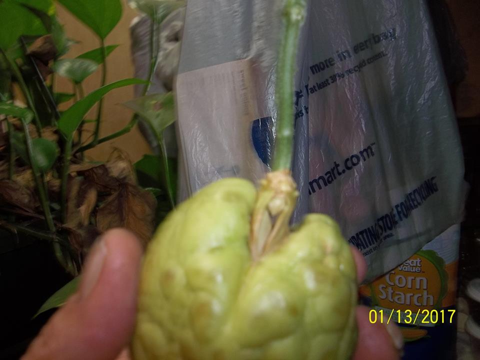 It seems the chayote sprout is going to disconnect from the straps on the side but planting instructions say plant whole fruit