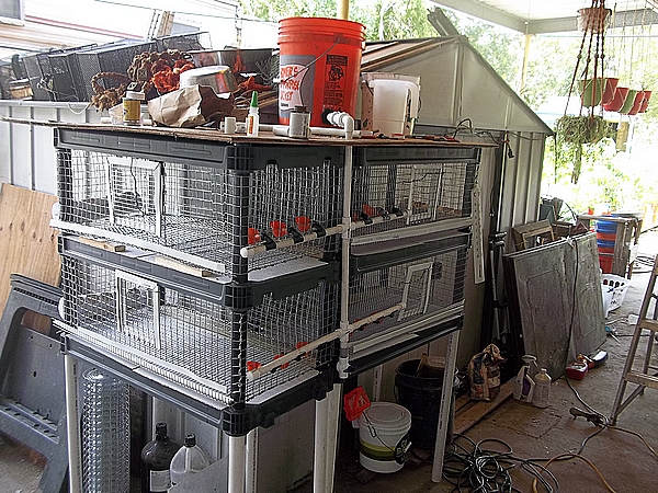 Read more about the article DIY quail pen plan using pre-made shelving system