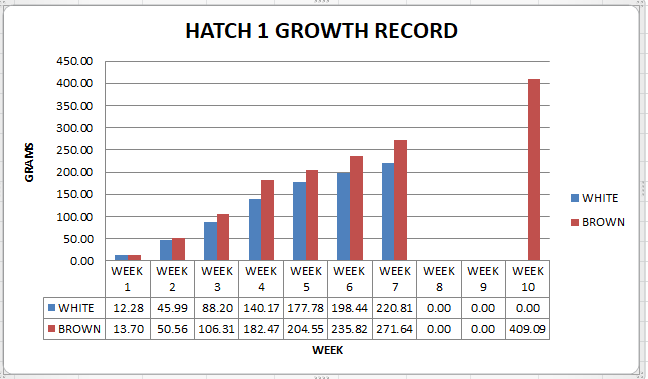 Quail Growth record of our first hatching of jumbo and Texas A&M quail