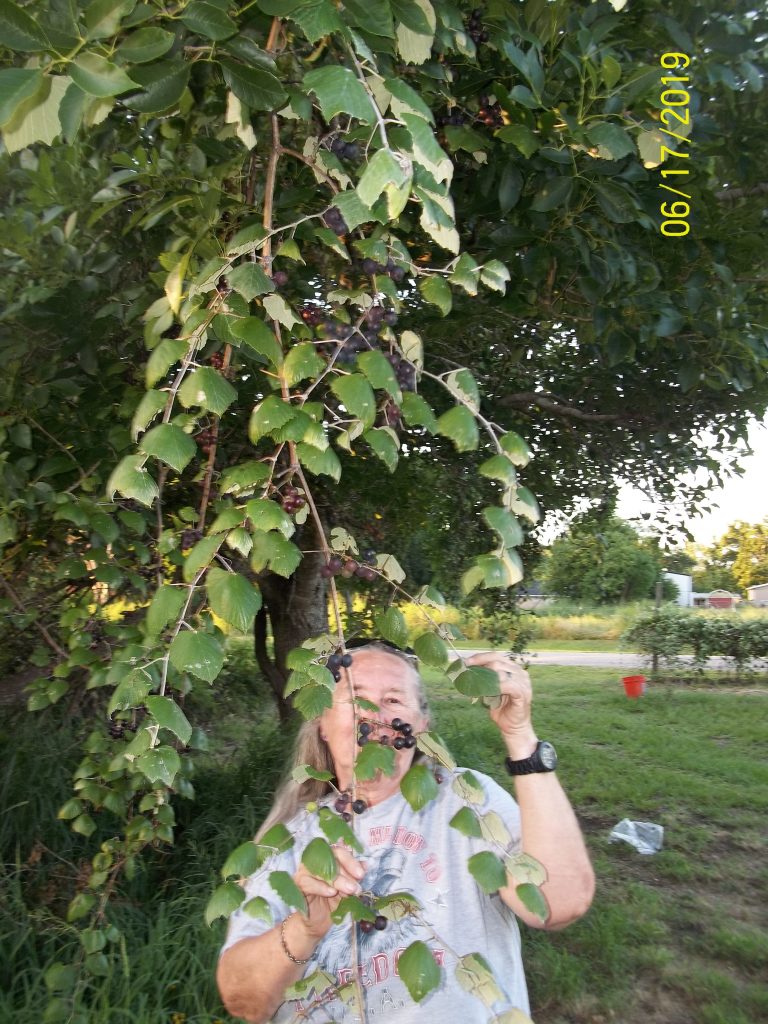 Sheila standing under the female wild muscadine grape vines. The grapes go up in the tree over 40' ! The base of the main vine is 4-5" in diameter and no telling how old!