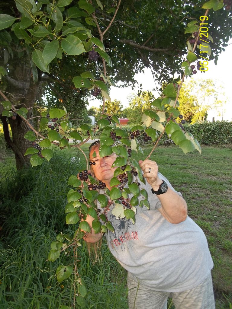 The wild muscadine grapes are the size of small cherries on our plants with domesticated varieties having larger fruits. Sheila wants jelly and I want wine...... I think we will have enough for both when harvest is complete :)