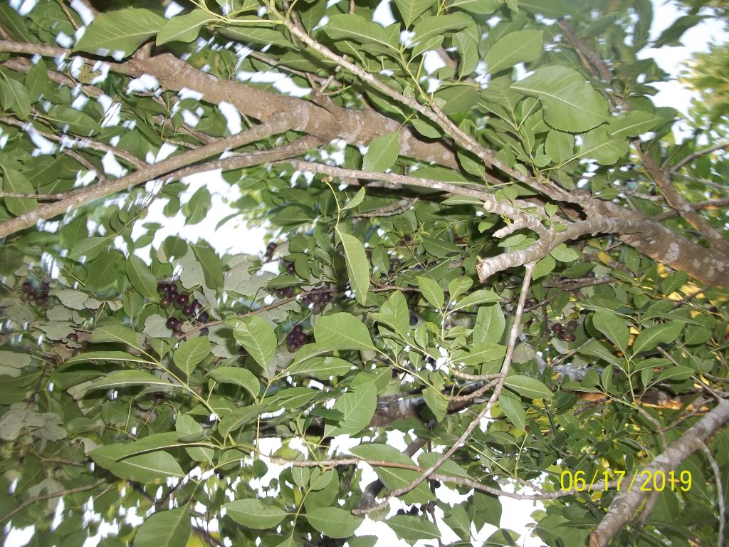 Loads of wild muscadine grapes in a heavenly canopy of sweetness!