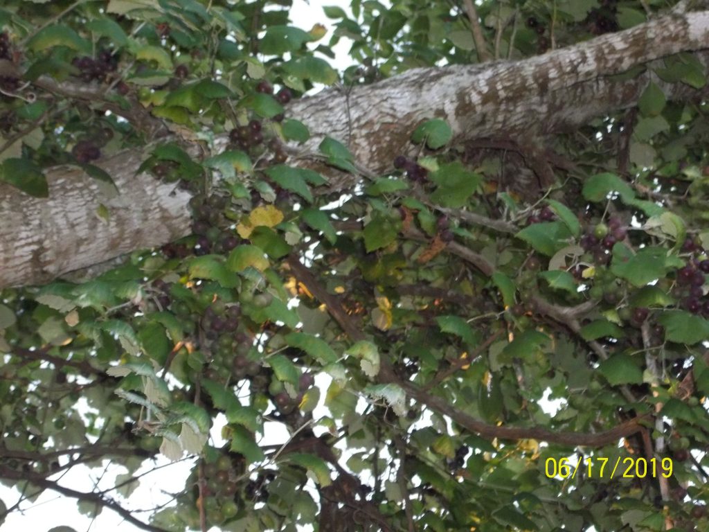 Pretty huh! We love it! Loads of free wild muscadine grapes in this tree stretching upwards to 40'