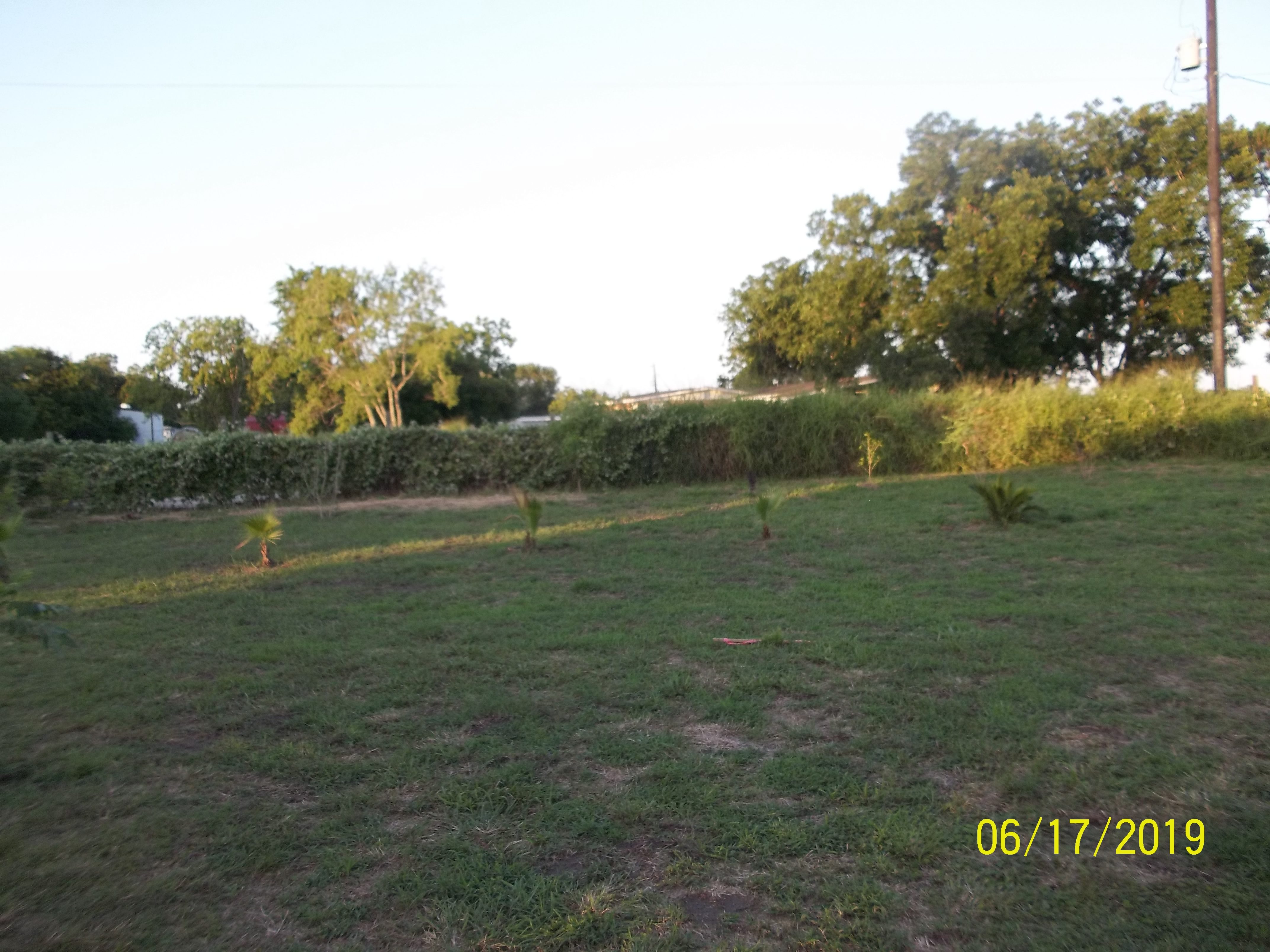 This corner of the front fencerow contains no vines to speak of and we will open it to make a circle driveway