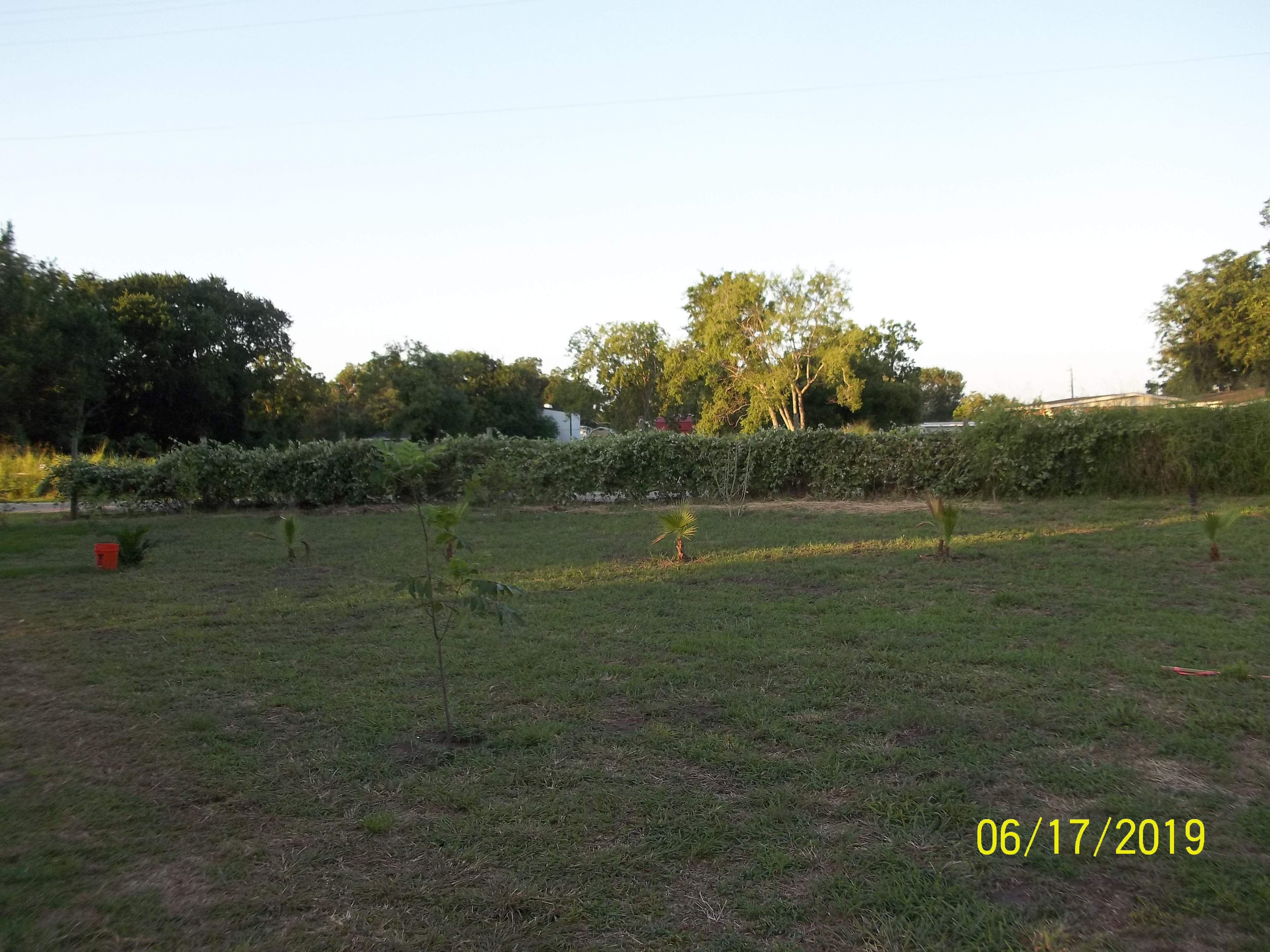 We have the front fencerow almost cleared. We should have it cleared this weekend. There are also mustang grape vines in the planting but no grapes this year so far. Probably males too :(